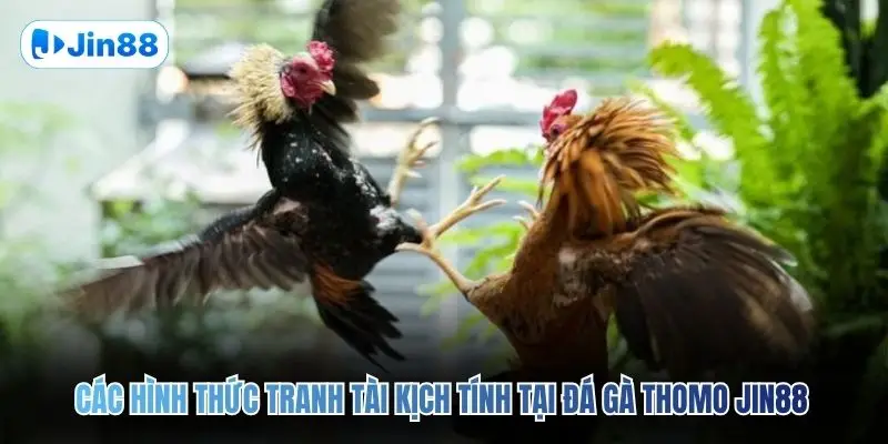 Đá Gà Thomo JIN88 – Quy Tụ 10+ Trận Đấu Mỗi Ngày - hình ảnh - jin88.ec.cc Đá Gà Thomo JIN88 – Quy Tụ 10+ Trận Đấu Mỗi Ngày - hình ảnh - jin88.ec.cc