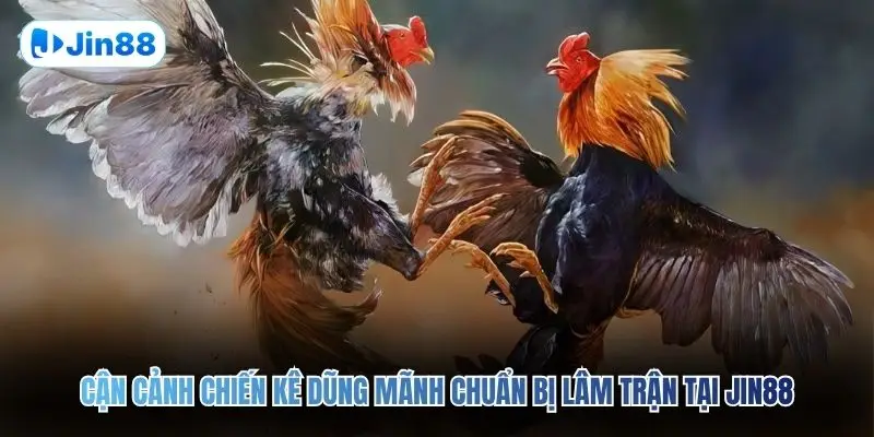 Đá Gà Cựa Sắt JIN88 – Đấu Trường Chân Thực Top 1 2026 - hình ảnh - jin88.ec.cc
