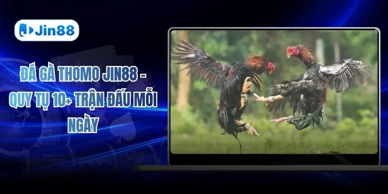 Đá gà JIN88 – jin88hvcam - hình ảnh - jin88.ec.cc