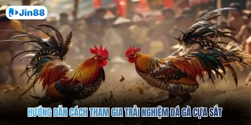 Đá Gà Cựa Sắt JIN88 – Đấu Trường Chân Thực Top 1 2026 - hình ảnh - jin88.ec.cc