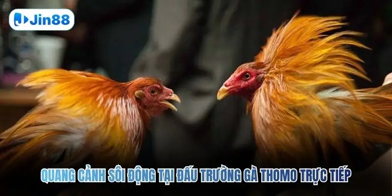 Đá Gà Thomo JIN88 – Quy Tụ 10+ Trận Đấu Mỗi Ngày - hình ảnh - jin88.ec.cc Đá Gà Thomo JIN88 – Quy Tụ 10+ Trận Đấu Mỗi Ngày - hình ảnh - jin88.ec.cc